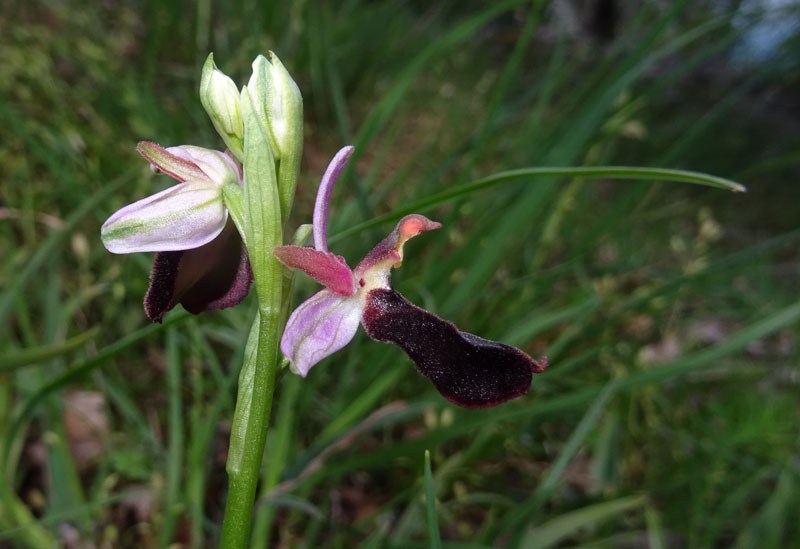 Ophrys bertolonii subsp. benacensis